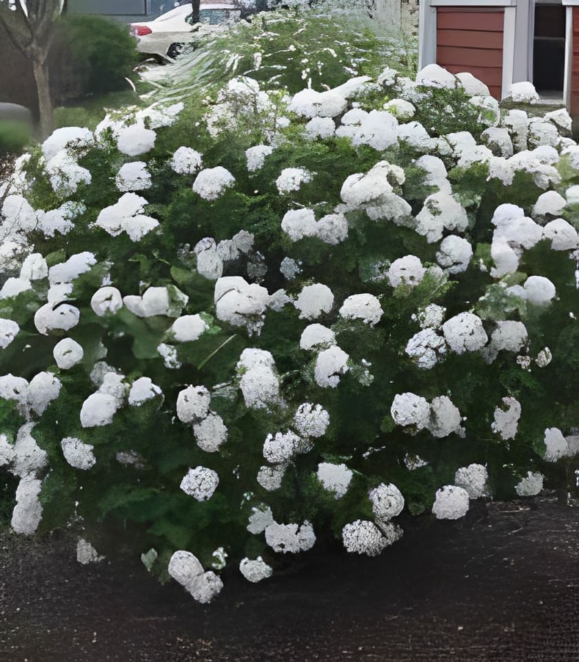 Shrub covered in white snowball flowers