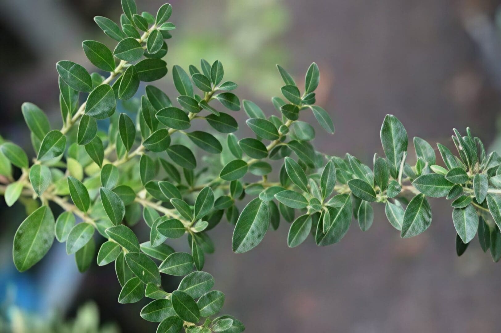 Close-up of small oval green leaves