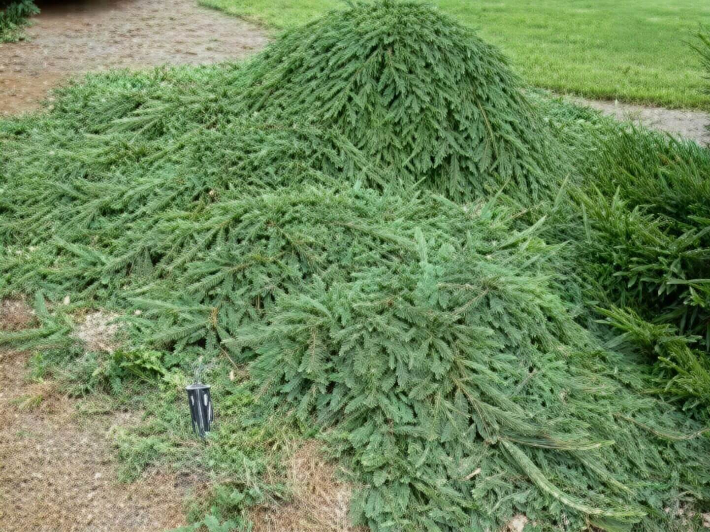 weeping dwarf spruce forming dense green mound