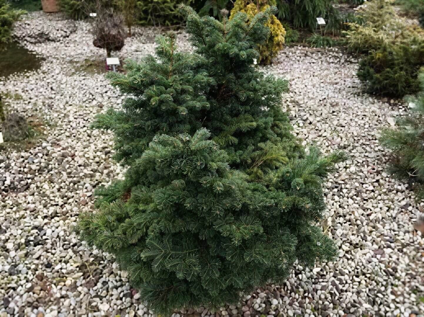 Dwarf evergreen spruce shrub on gravel