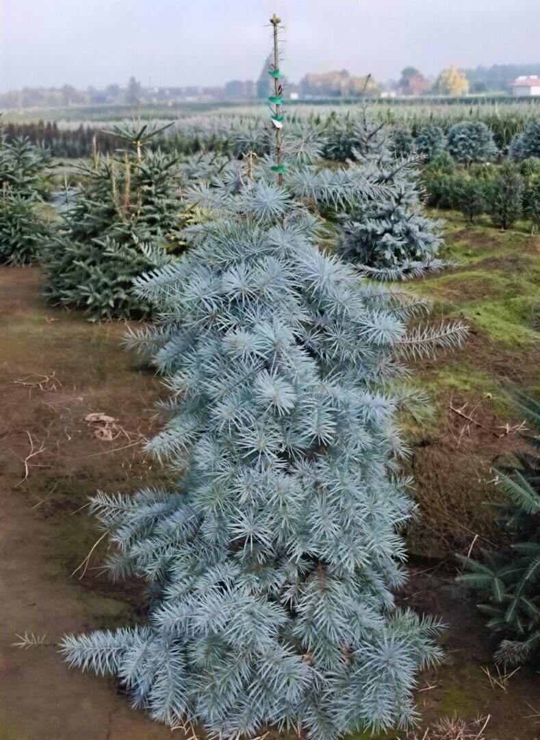 Blue spruce sapling in nursery field