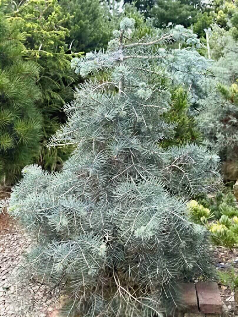 Dwarf blue spruce tree in landscaped garden