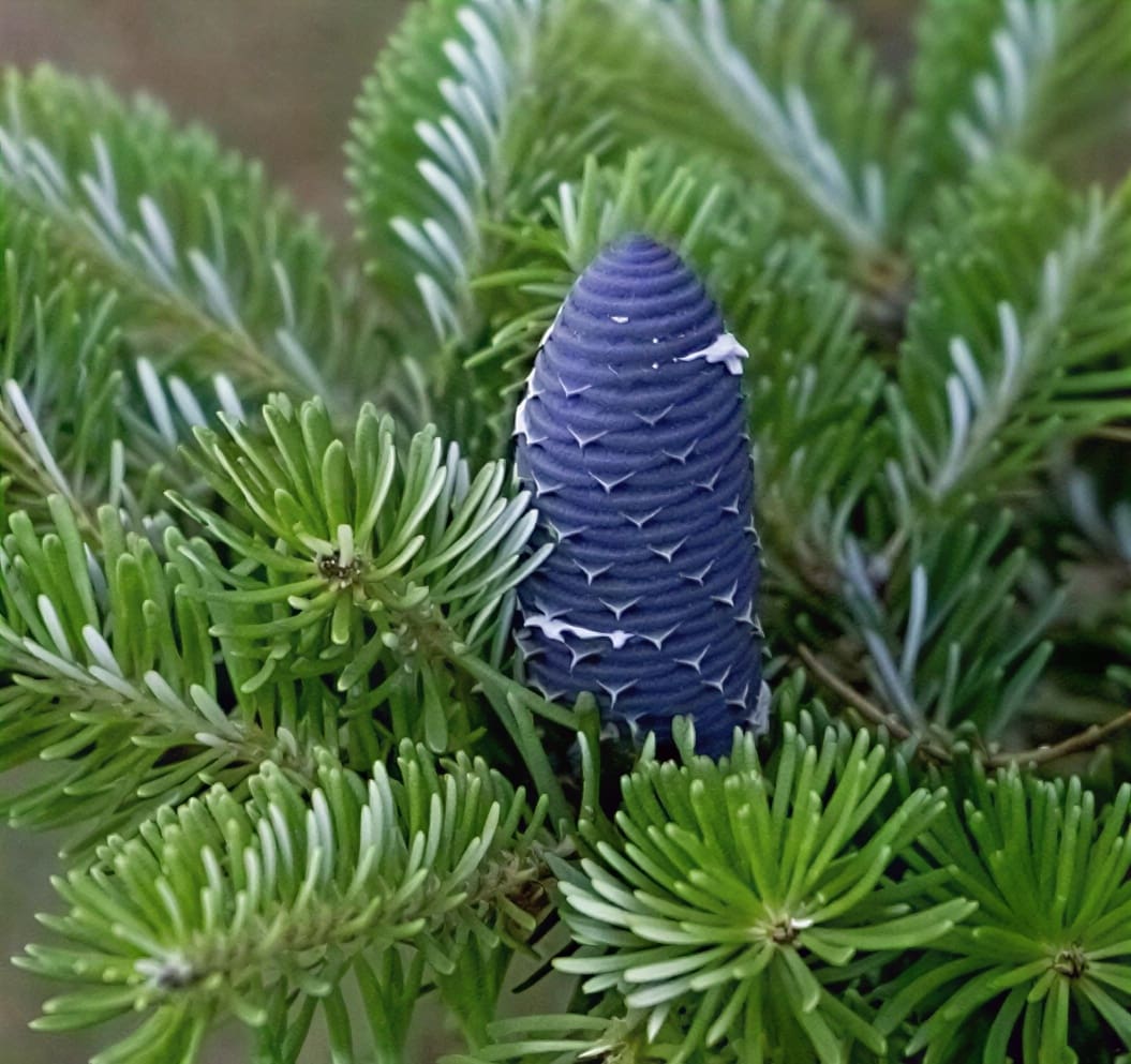 Purple fir cone amid fresh green needles