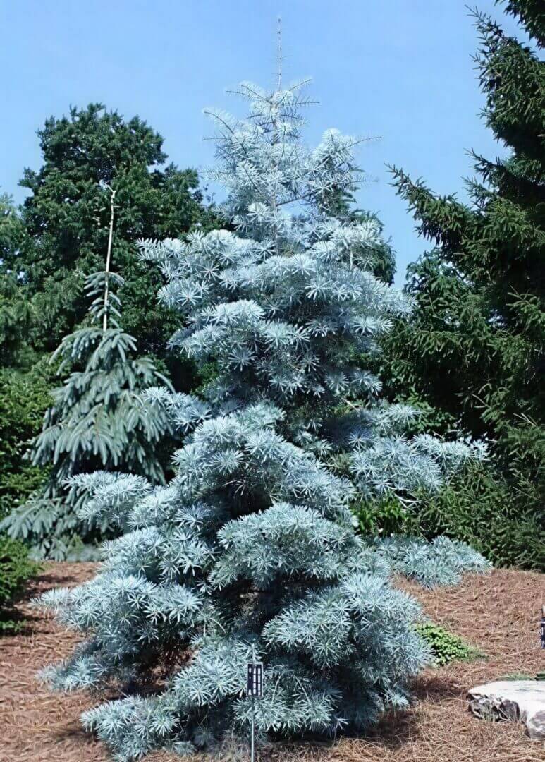 Silvery-blue cedar tree in garden