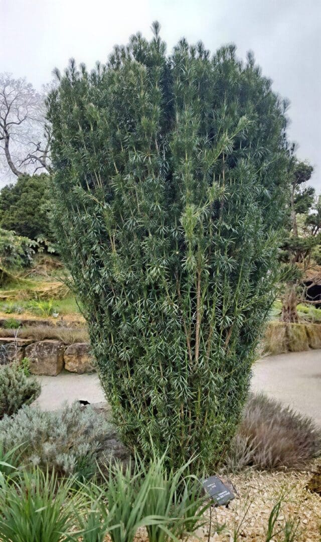 Dense columnar evergreen shrub beside garden path