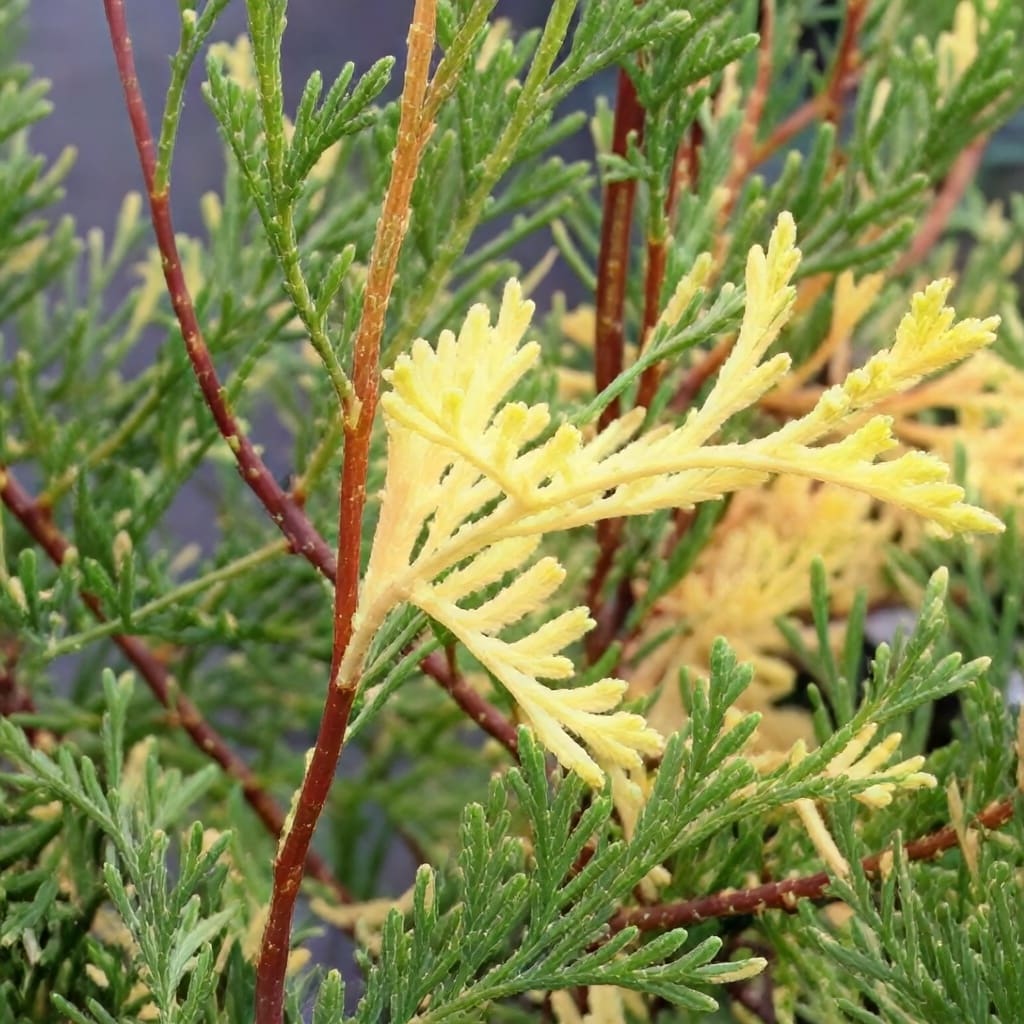 Close-up of yellow and green conifer foliage