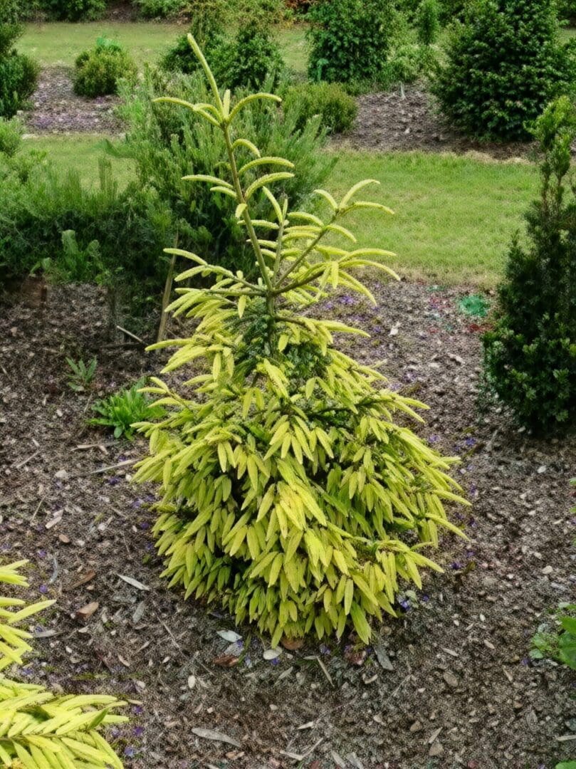 Yellow-green compact ornamental conifer in mulch