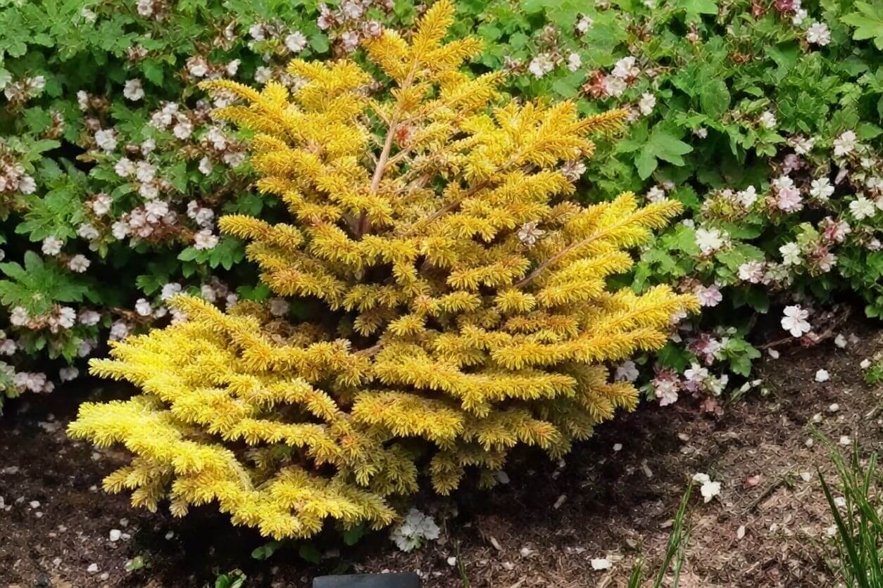 Golden dwarf conifer with pink-flowered groundcover