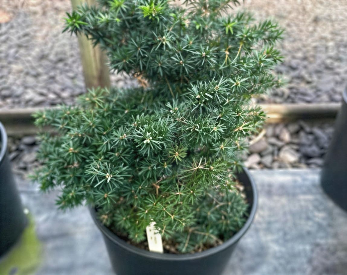 spiky dwarf pine bonsai in black pot