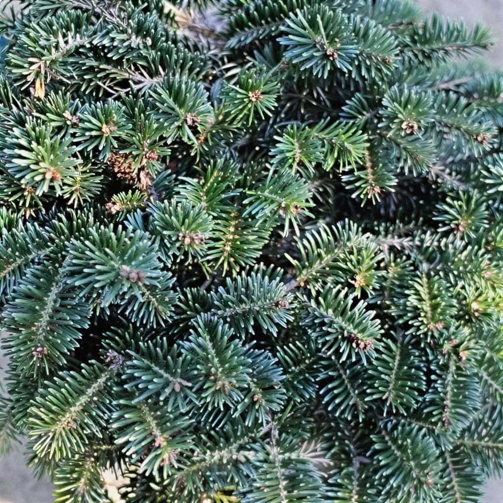 Dense evergreen conifer branches close-up