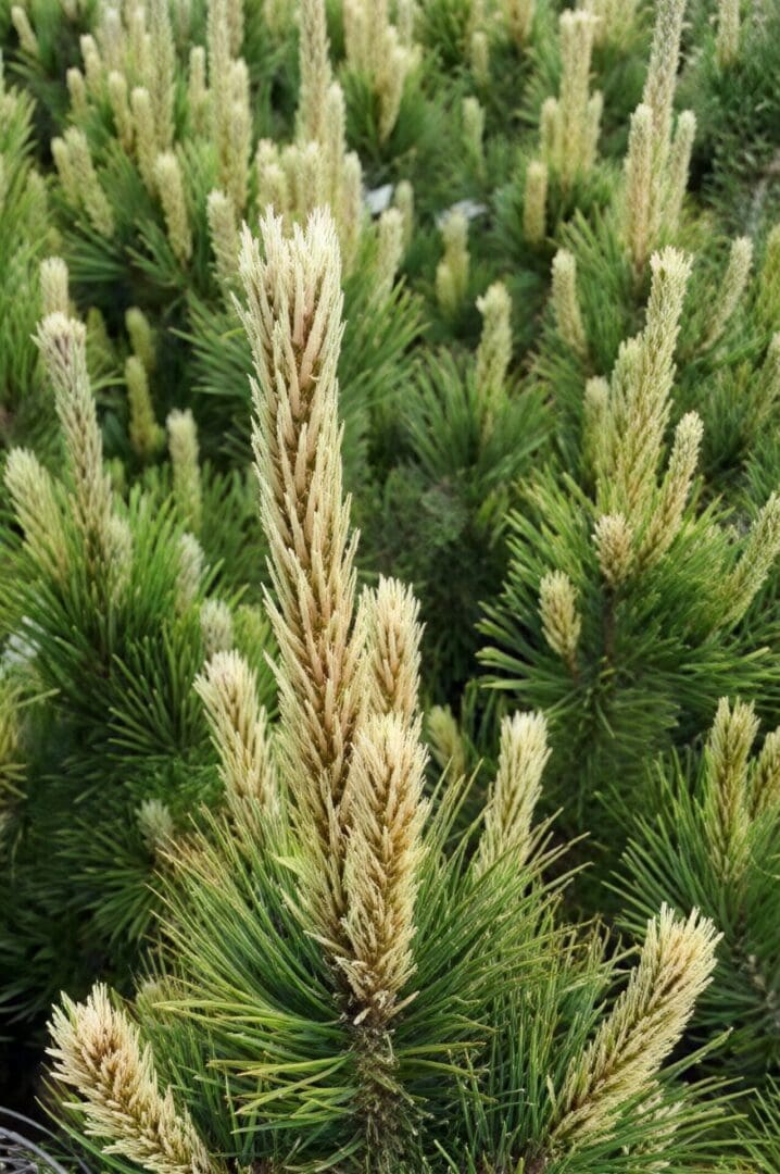 Close-up of golden pine new growth
