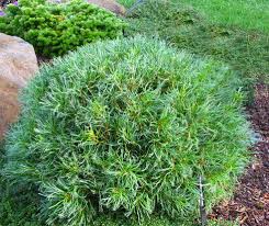 Compact round green pine shrub