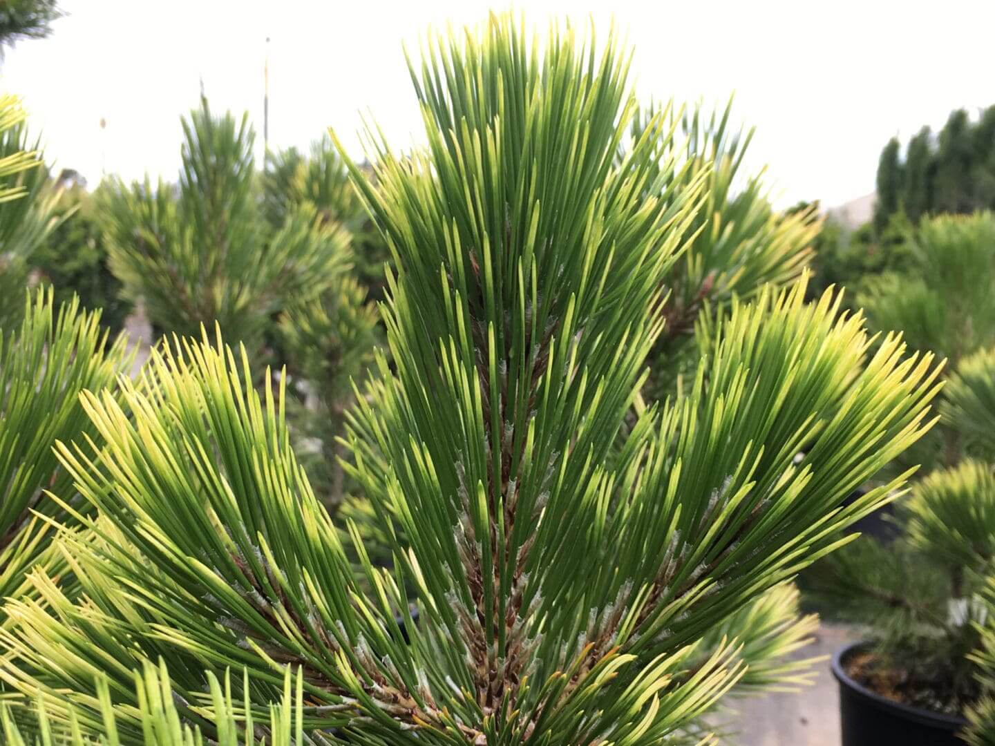Close-up of potted pine tree needles
