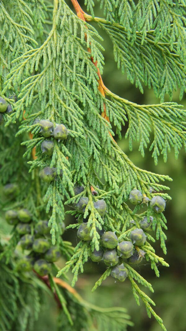 Evergreen cedar branch with green seed cones