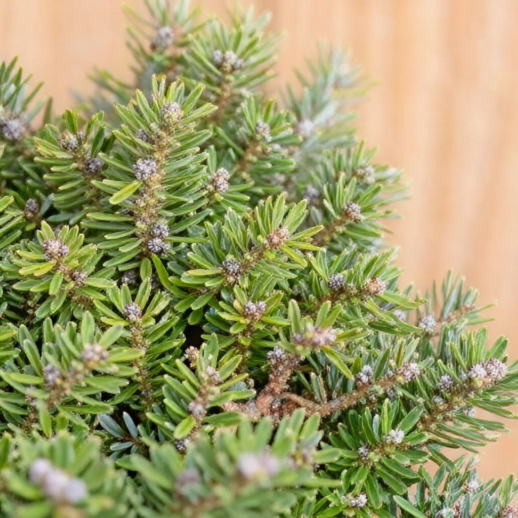 Close-up of dense green conifer foliage