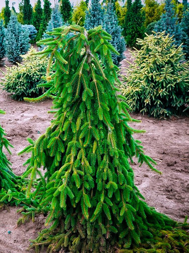 Weeping evergreen spruce tree in nursery