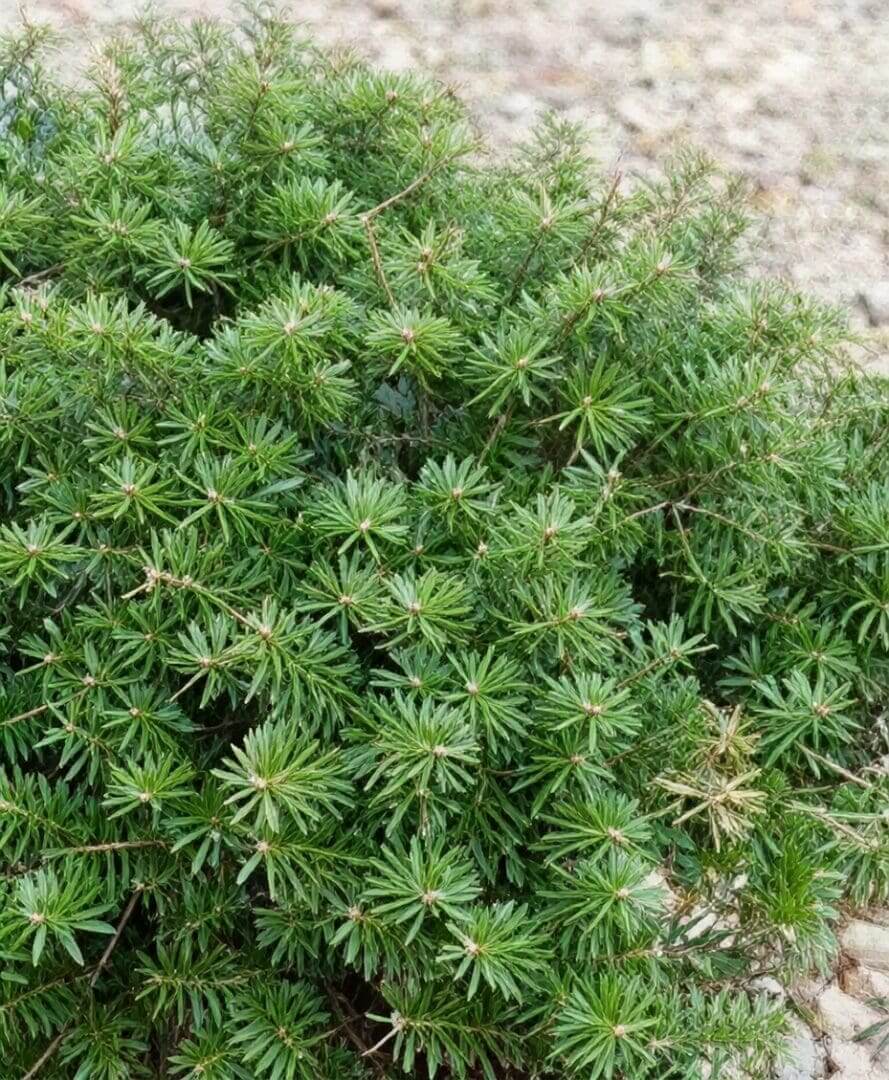 Compact evergreen shrub with star-like needles
