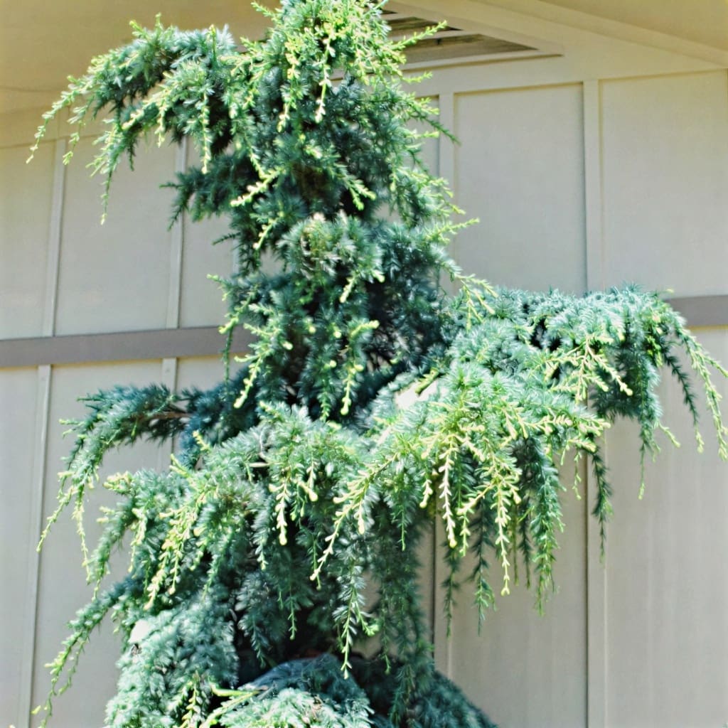 Weeping evergreen tree with cascading branches