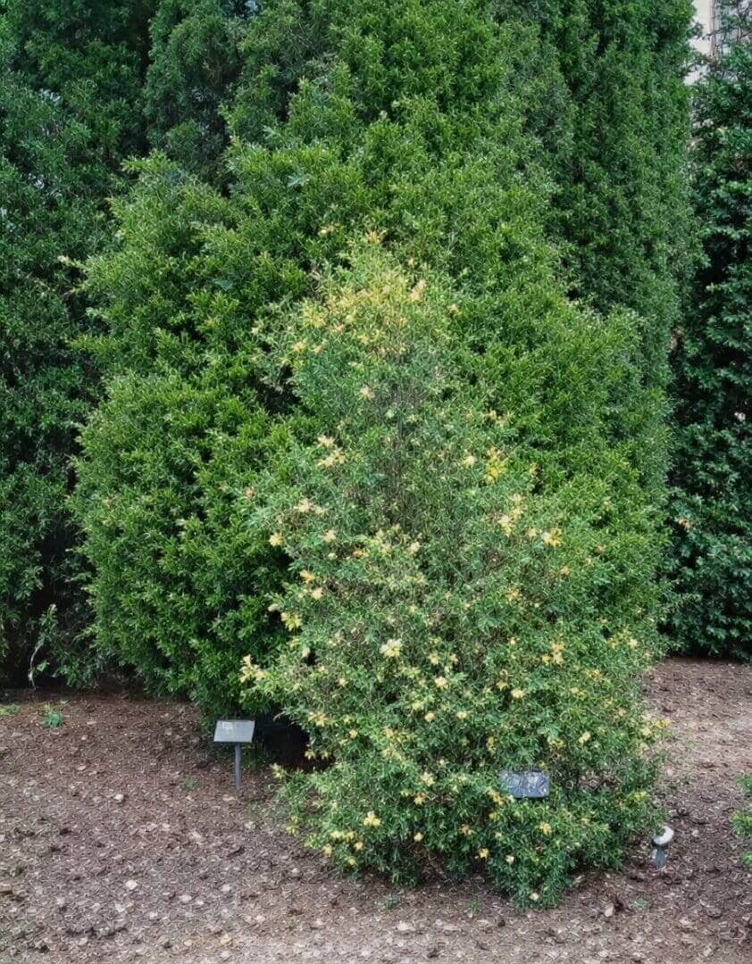Yellow-flowering shrub against dense green hedge