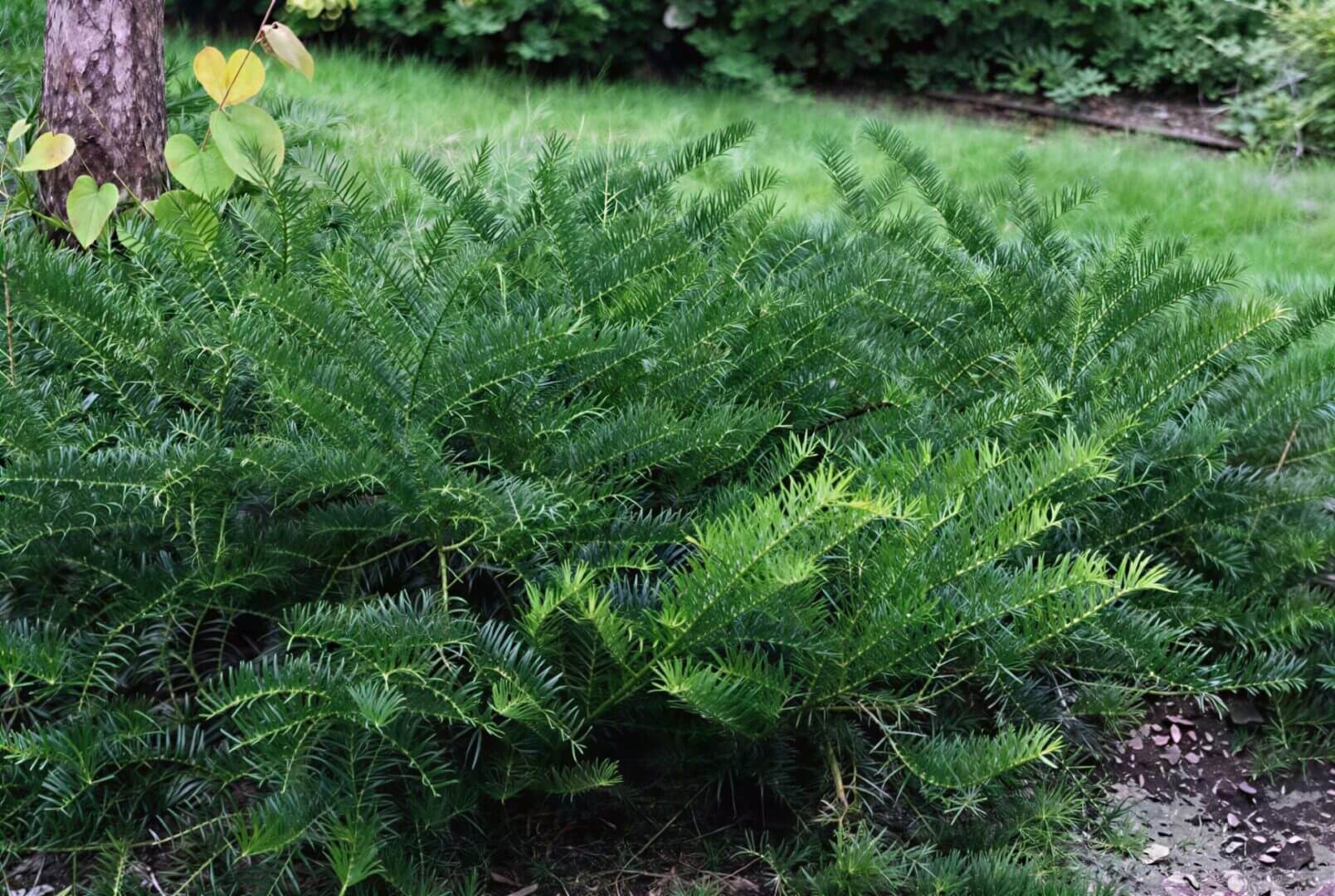 Low evergreen groundcover with glossy needles