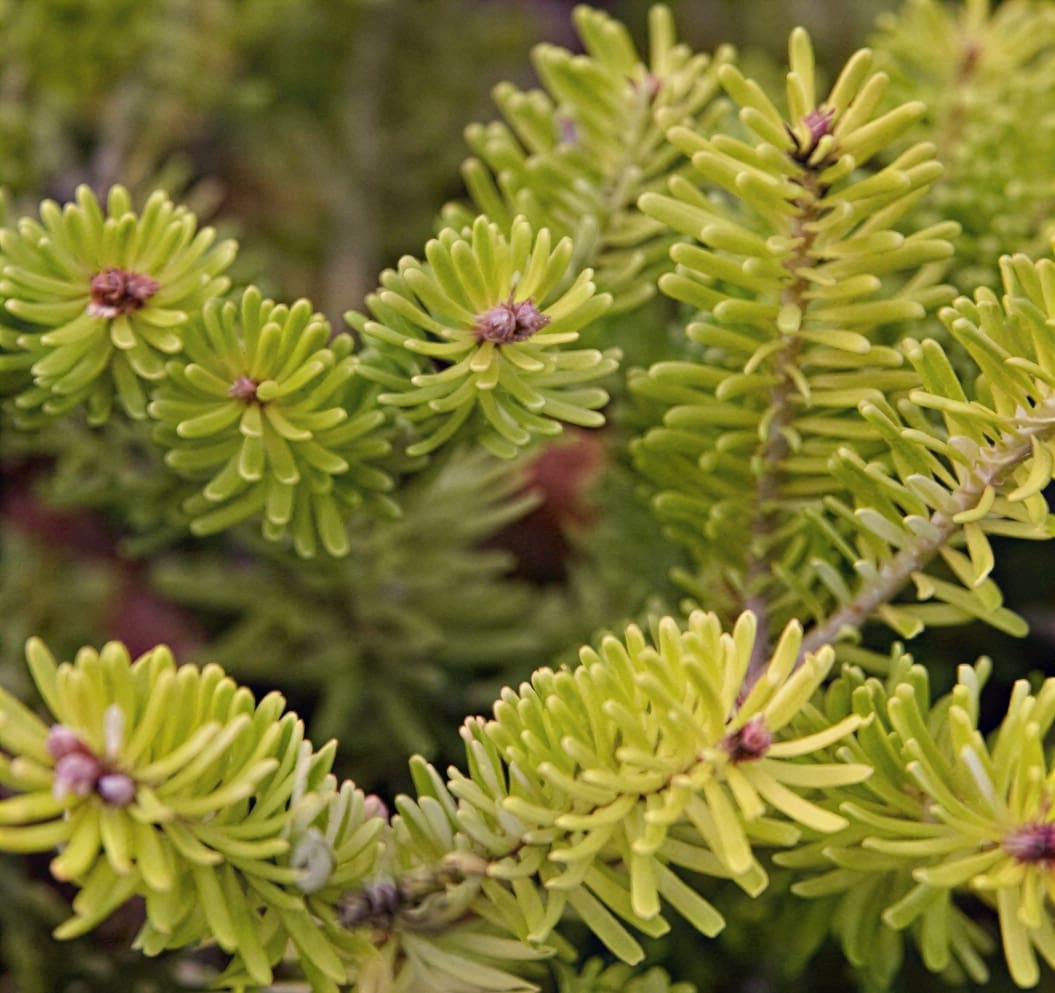 Close-up of bright green needle-like foliage