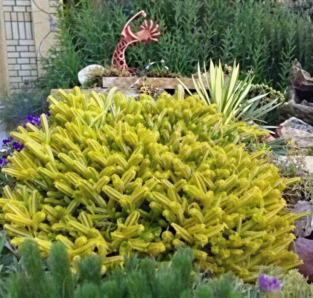 Yellow-green spiky garden shrub with giraffe ornament