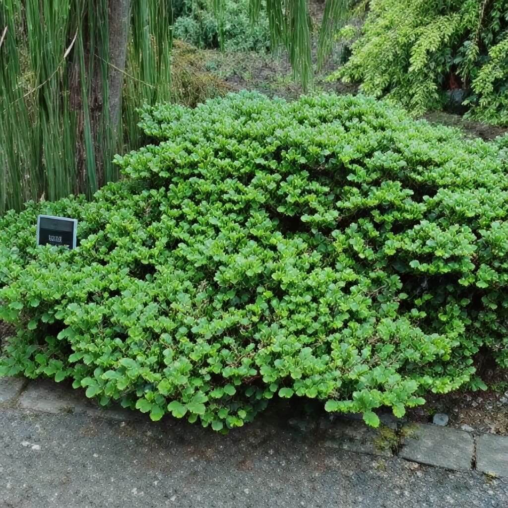 Compact green garden shrub near stone path