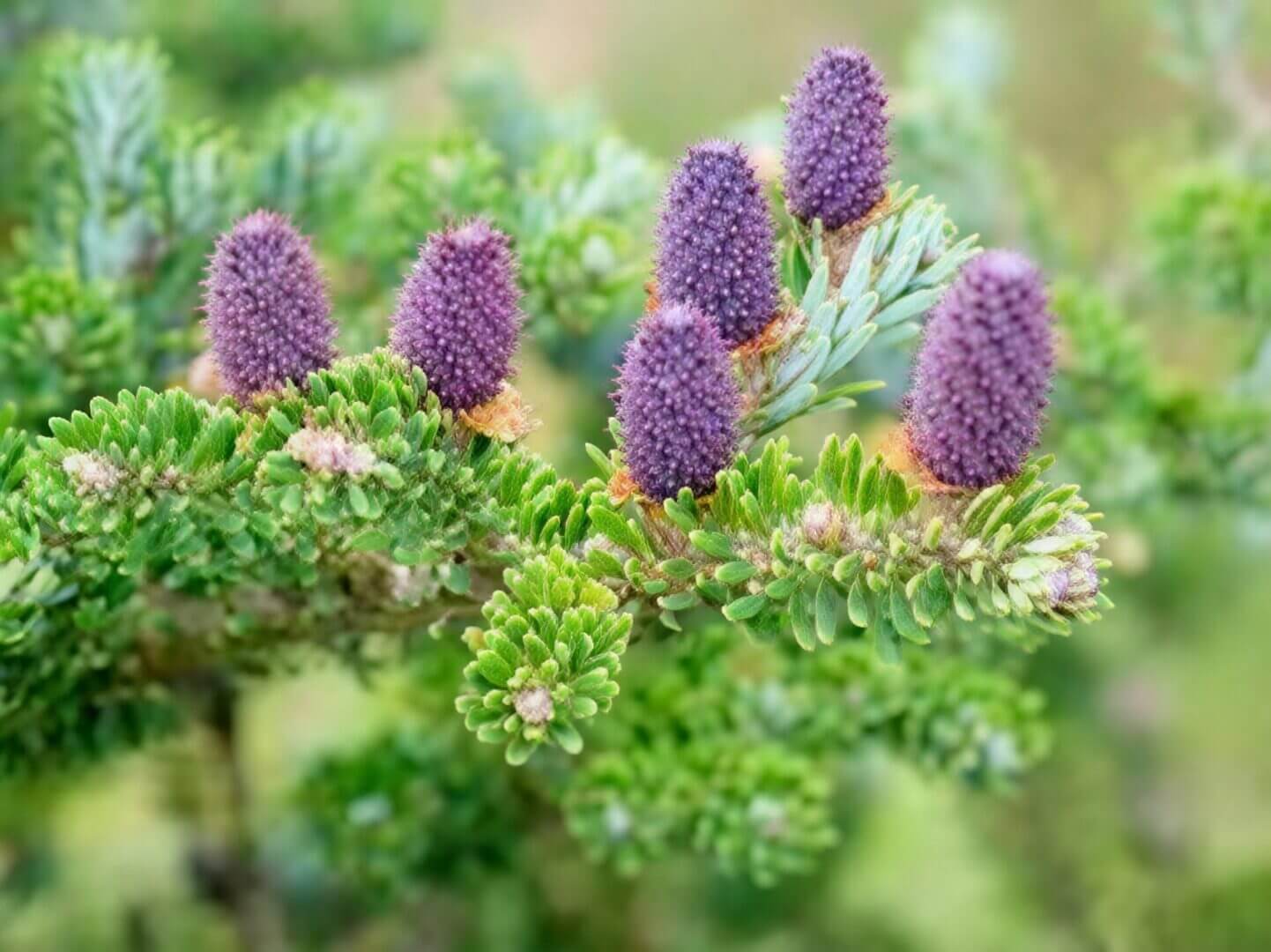 Purple conifer cones on fresh green foliage