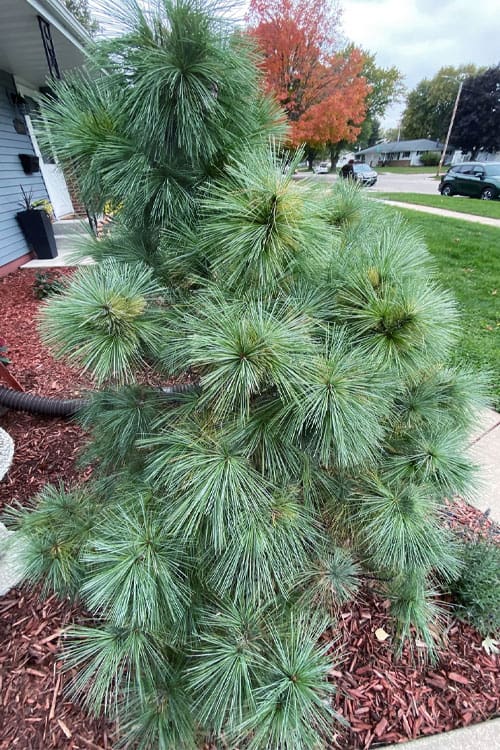 Compact ornamental pine with tufts of needles