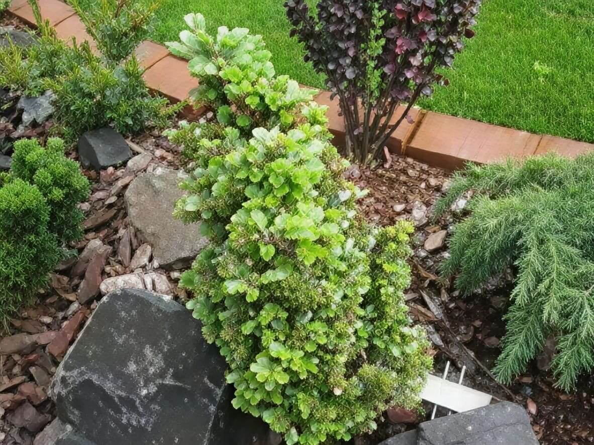 Compact conical evergreen shrub in landscaped garden