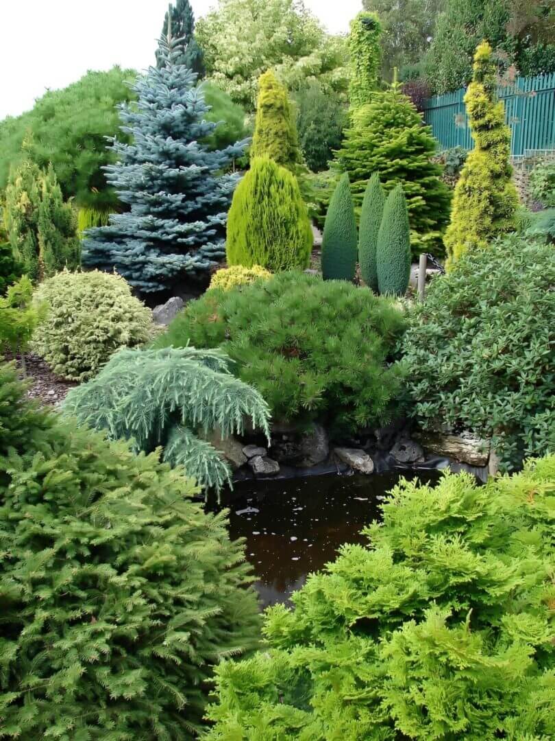 Lush evergreen garden with pond and conifers