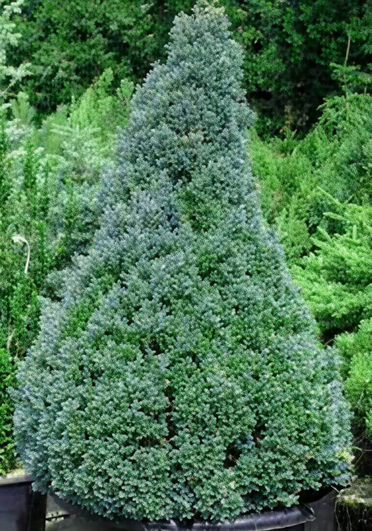 Potted conical evergreen topiary shrub