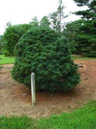 Rounded evergreen shrub in mulched garden