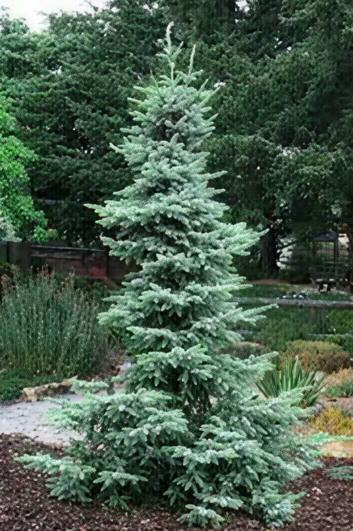 upright blue spruce tree in backyard garden