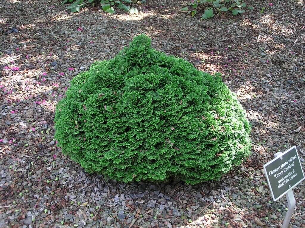 Dome-shaped evergreen shrub on gravel