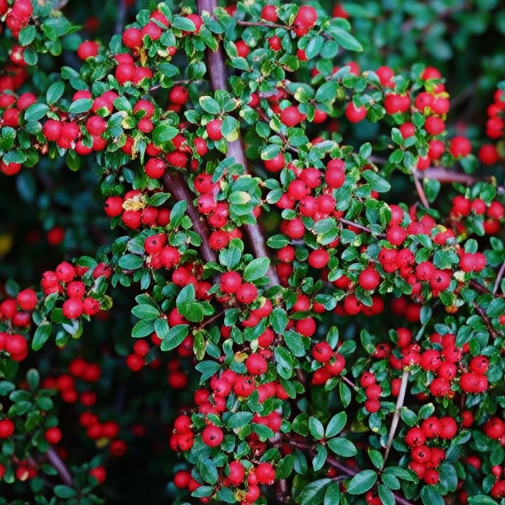 red-berried shrub with glossy green leaves
