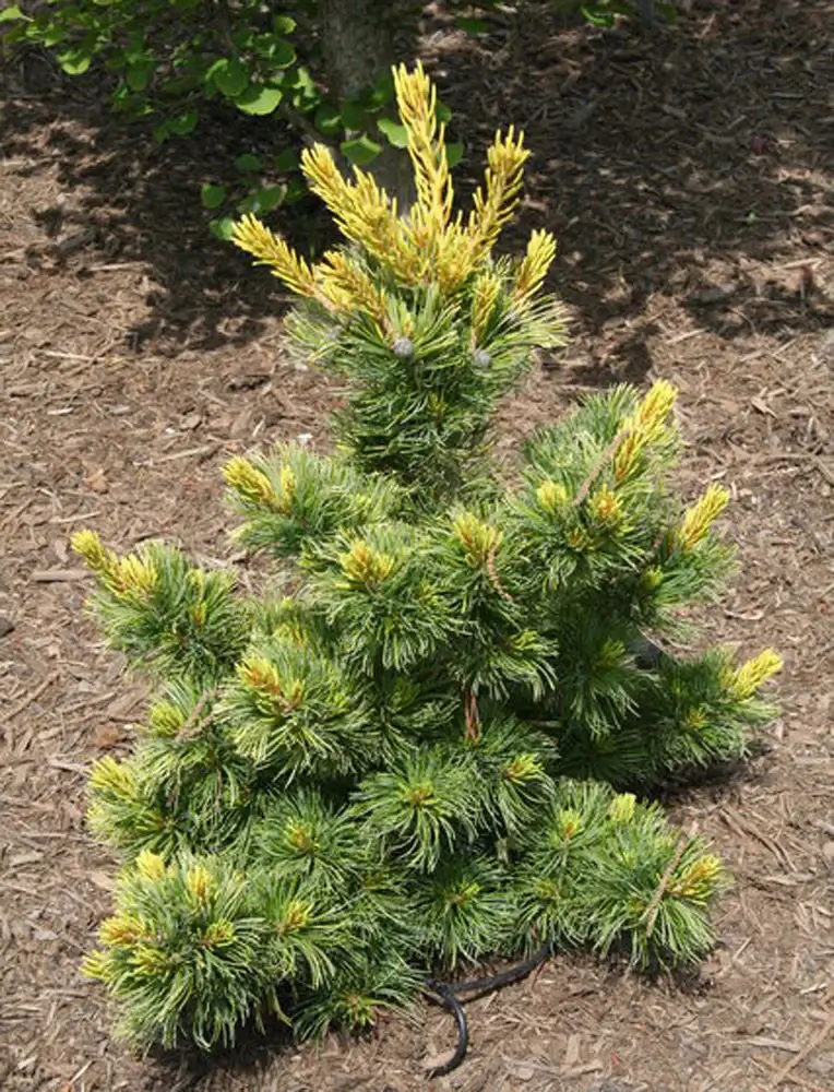 Dwarf evergreen pine with golden new growth