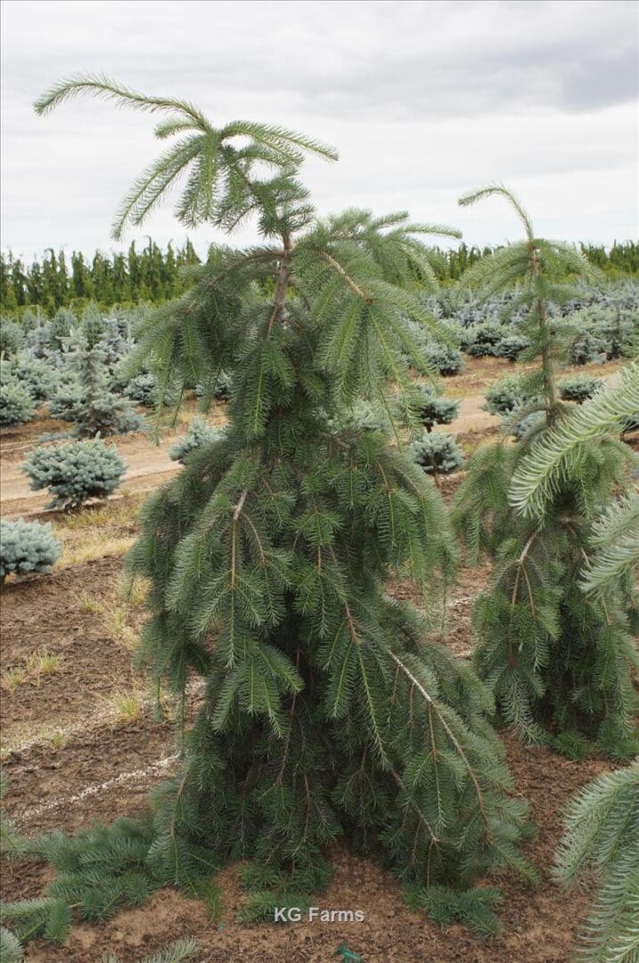 Weeping evergreen sapling in tree farm