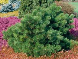 Dwarf pine shrub with colorful groundcover