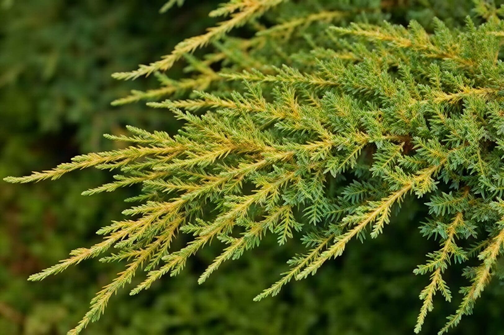Feathery golden-green evergreen branch close-up