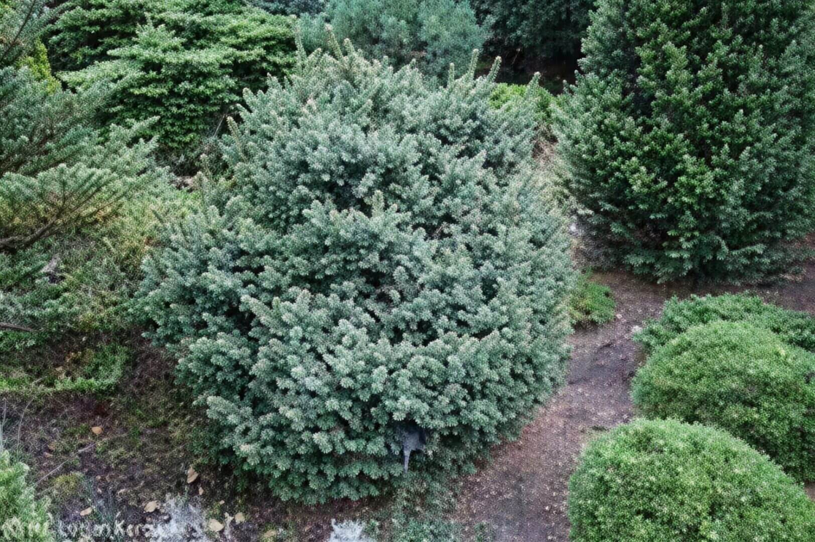 Round blue-green dwarf conifer shrub