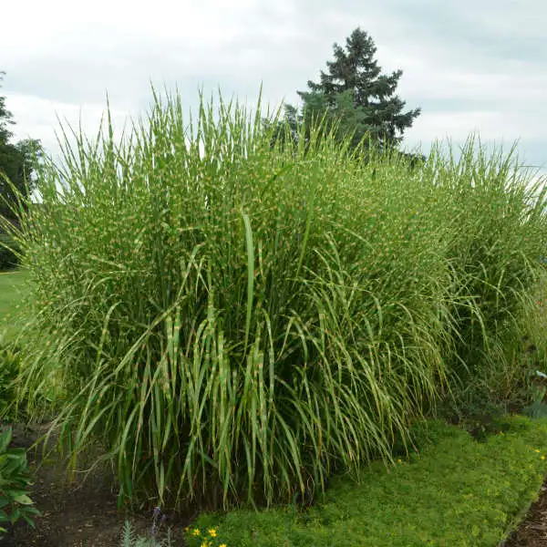 Lush ornamental grass clumps in garden