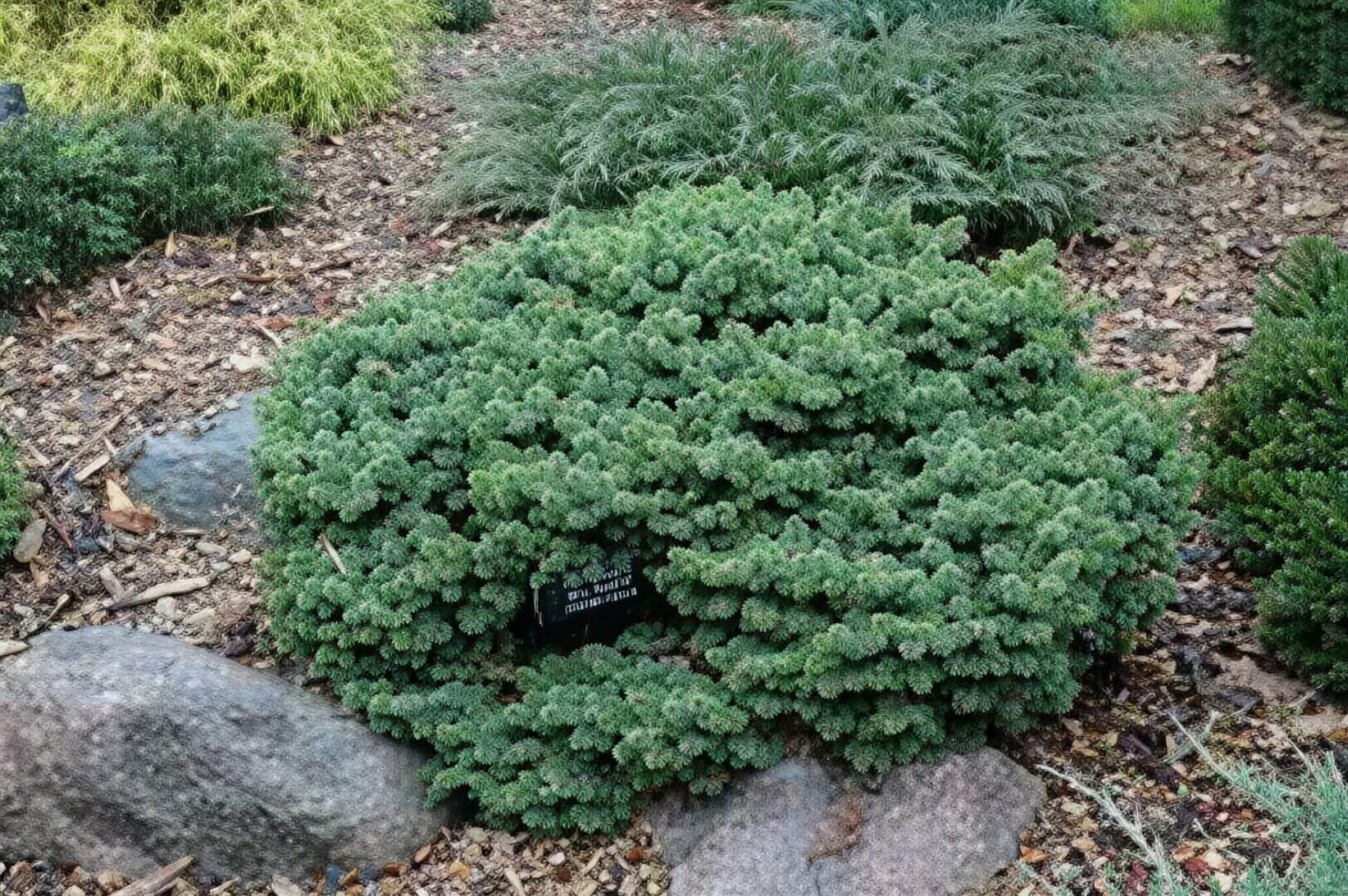 Compact dwarf spruce shrub on rocky mulch