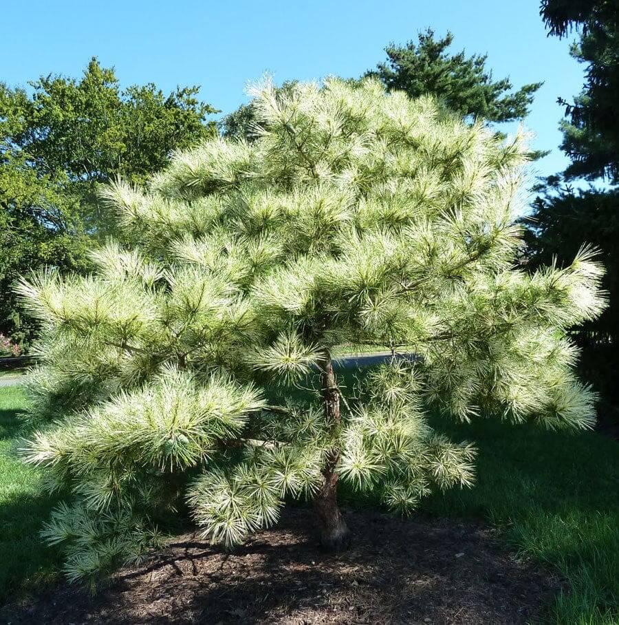 Sunlit variegated pine tree in garden