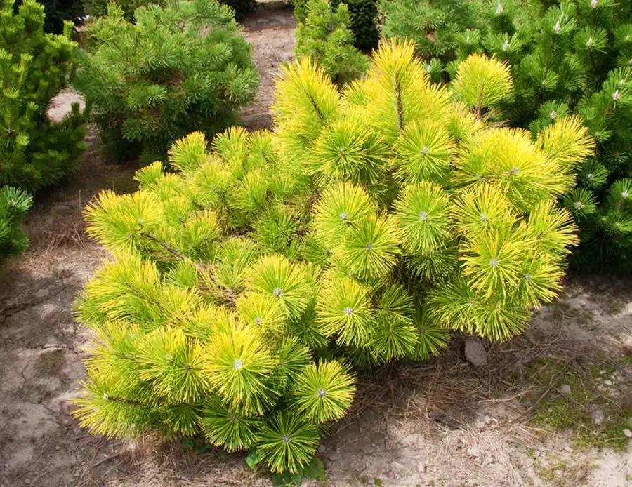 Golden dwarf pine shrub on sandy ground