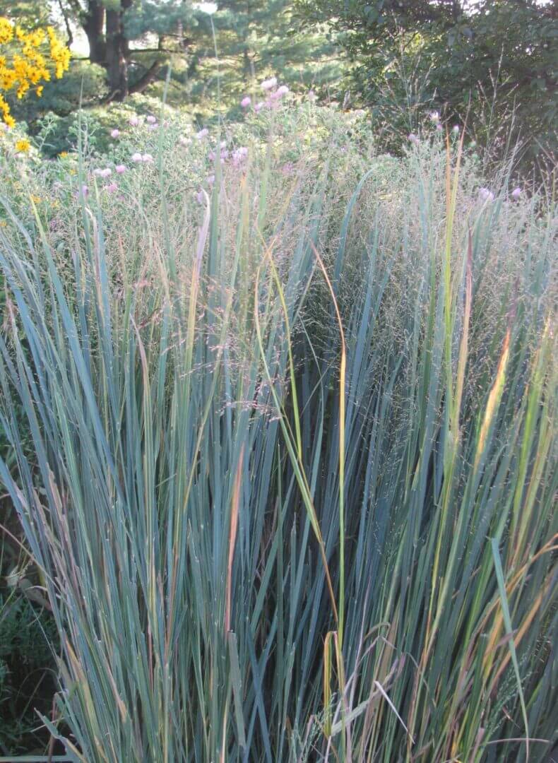Blue-green ornamental grass clump with seedheads