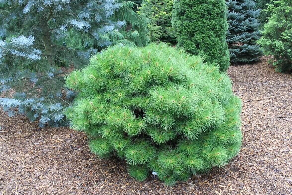 round dwarf pine shrub in mulch bed