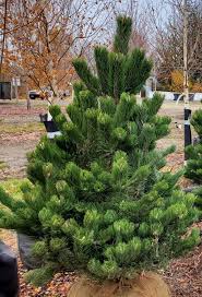 small pine tree in burlap at nursery