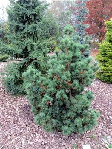 Compact blue-green pine in landscaped garden