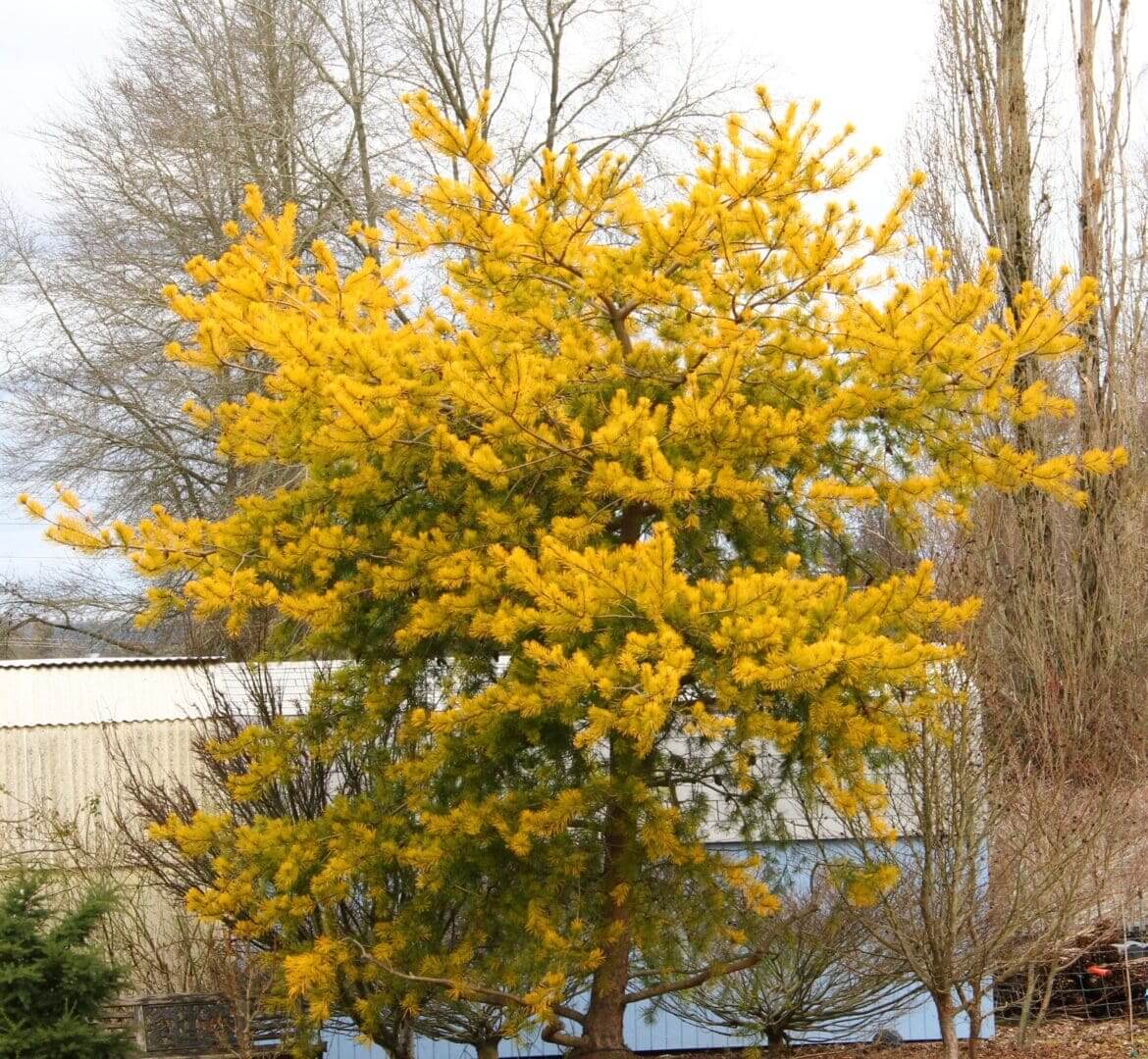 Vibrant yellow-flowering tree in garden